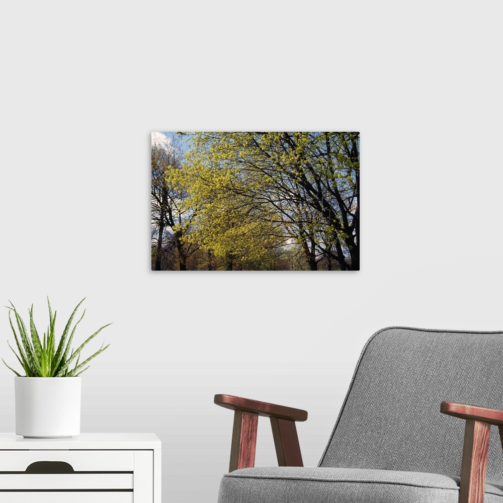 A modern room featuring Maple trees budding in spring, New York