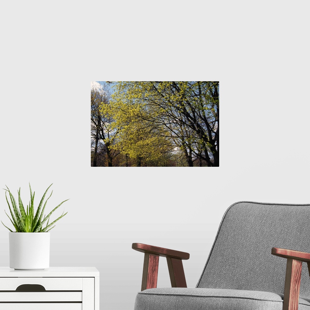 A modern room featuring Maple trees budding in spring, New York