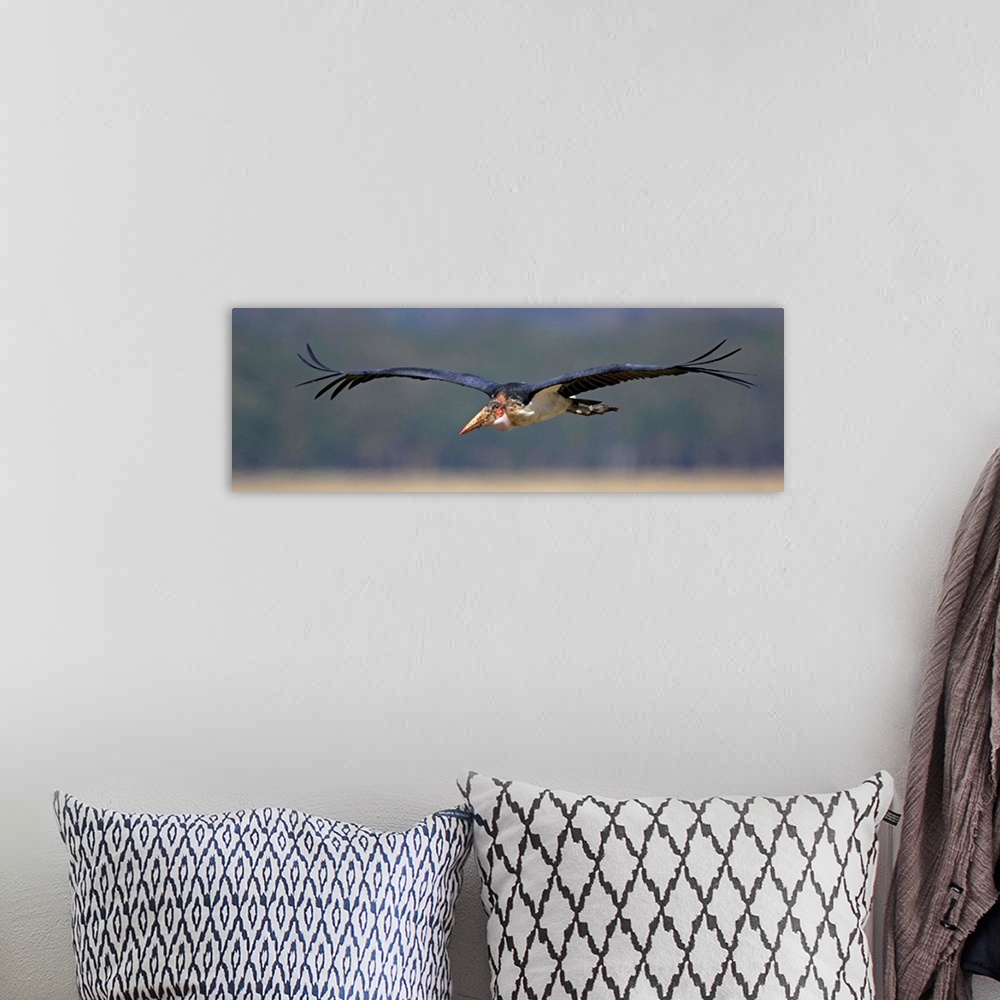 A bohemian room featuring Marabou stork flying