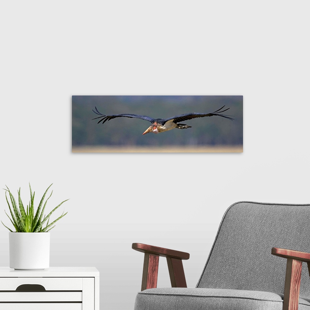A modern room featuring Marabou stork flying