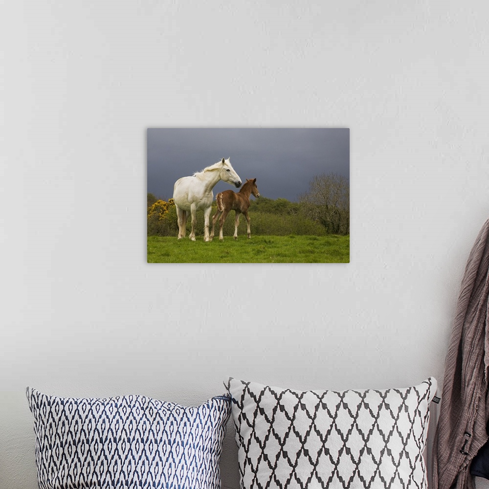 A bohemian room featuring Photograph of two horses in meadow with trees and shrubbery in distance under a foggy sky.