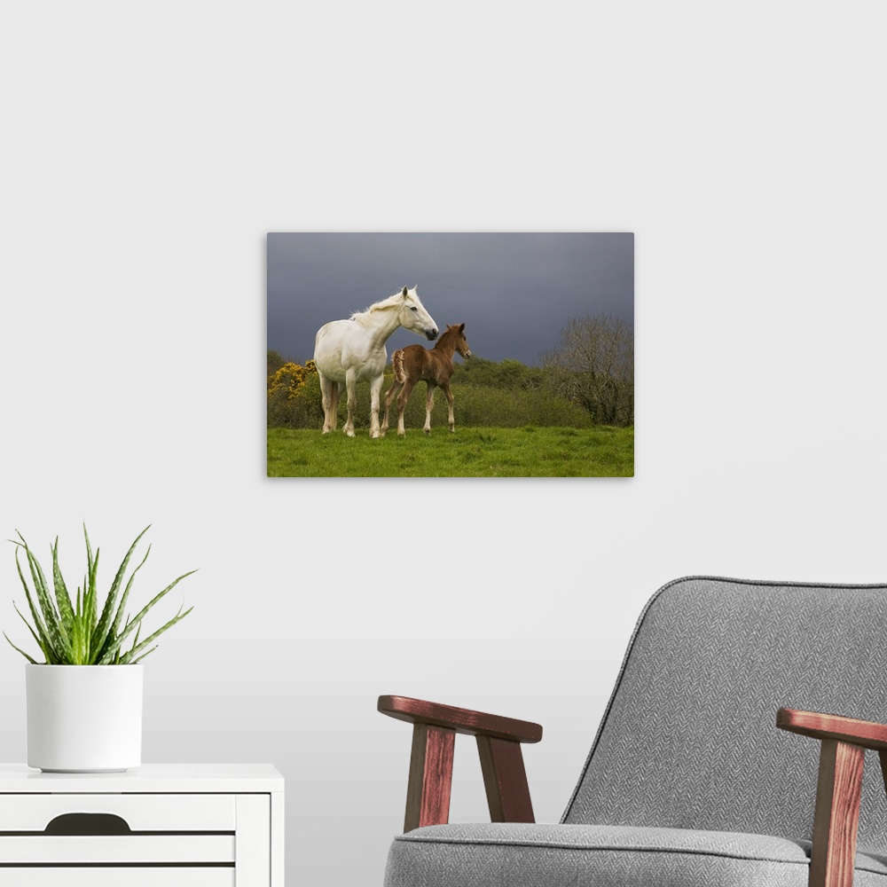 A modern room featuring Photograph of two horses in meadow with trees and shrubbery in distance under a foggy sky.