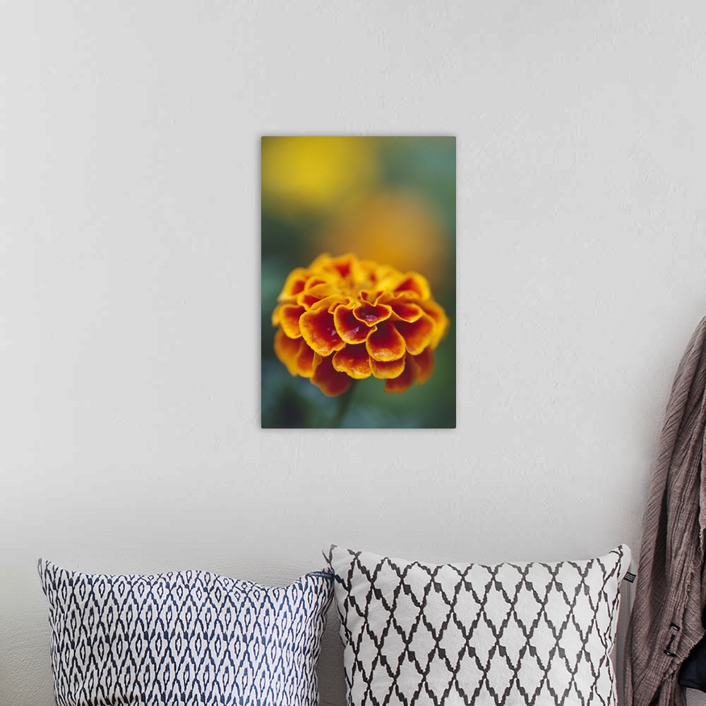 A bohemian room featuring Marigold flower blooming, selective focus close up.