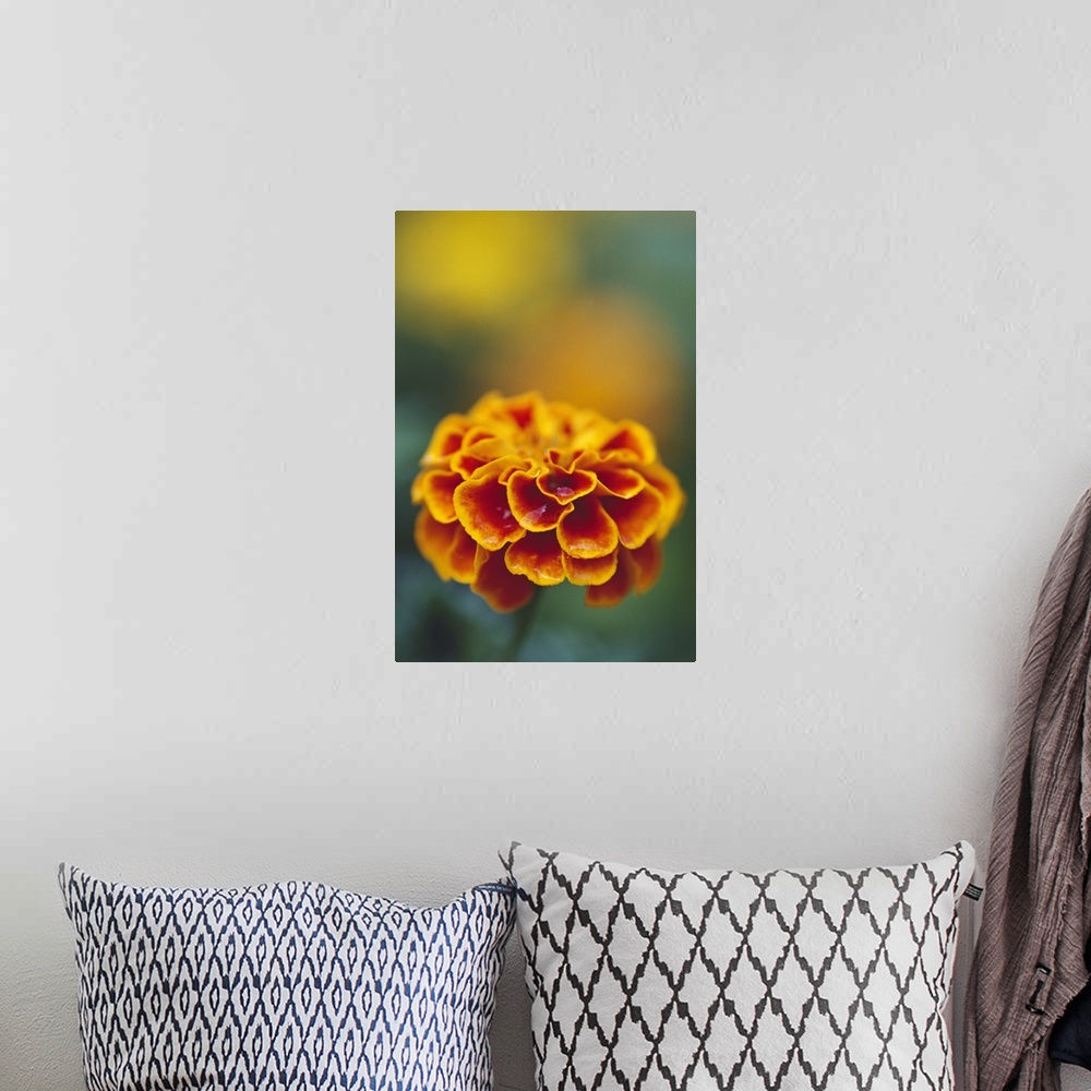 A bohemian room featuring Marigold flower blooming, selective focus close up.