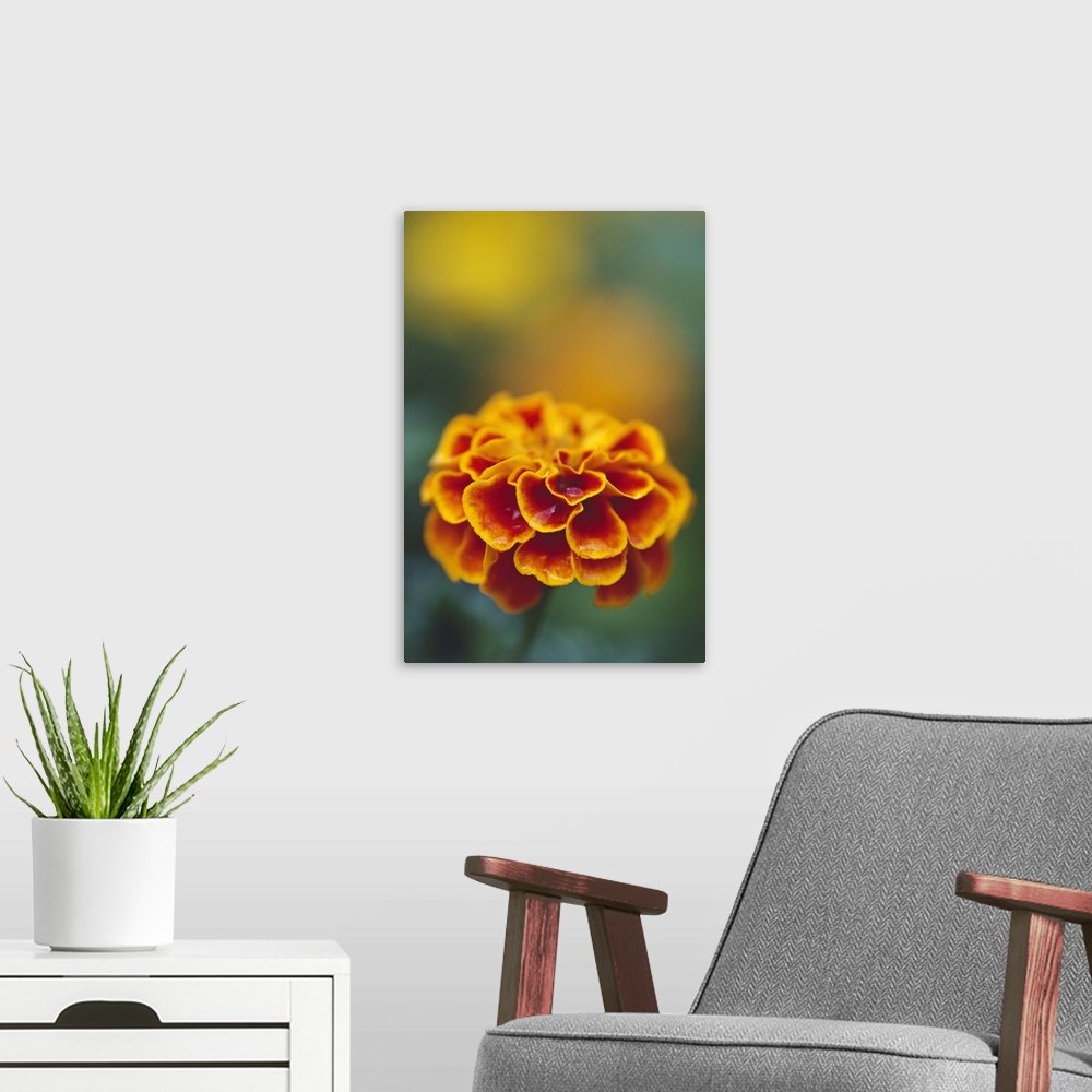 A modern room featuring Marigold flower blooming, selective focus close up.
