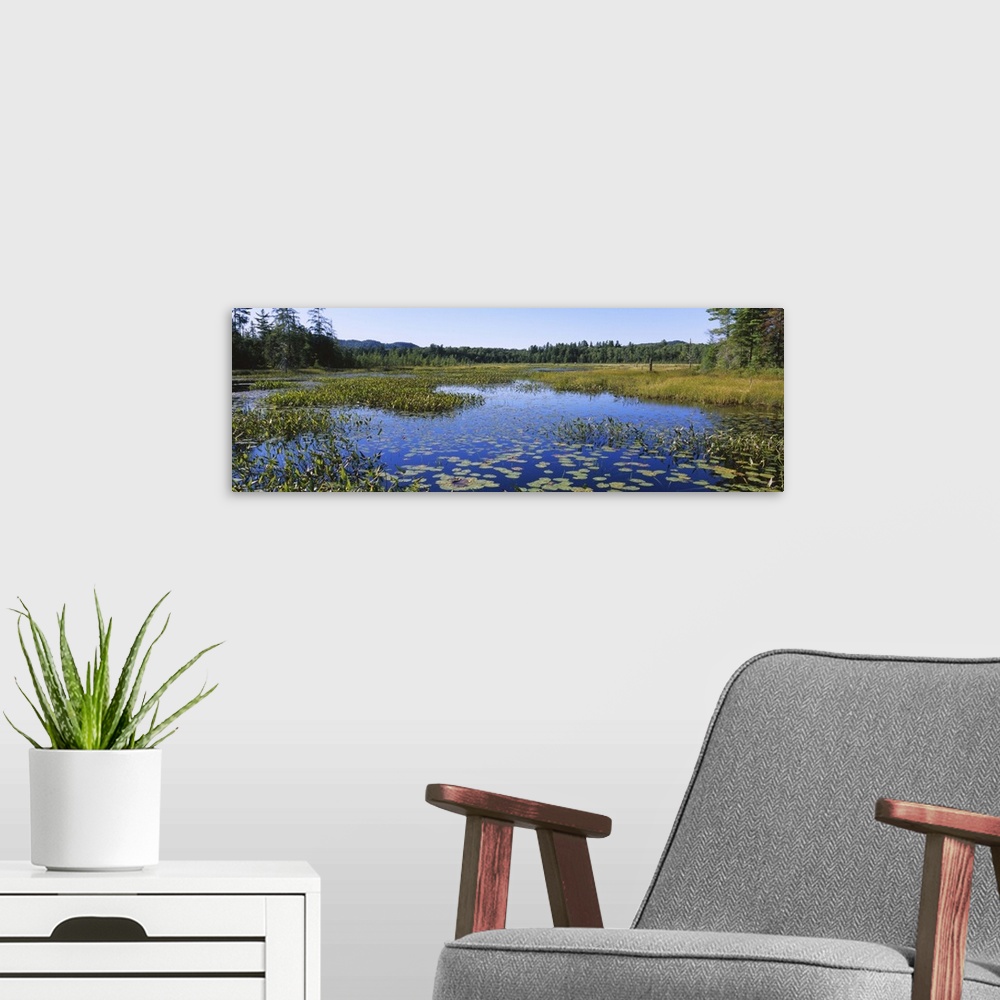 A modern room featuring Marsh in a forest, Heron Marsh, Adirondack State Park, Adirondack Mountains, New York State