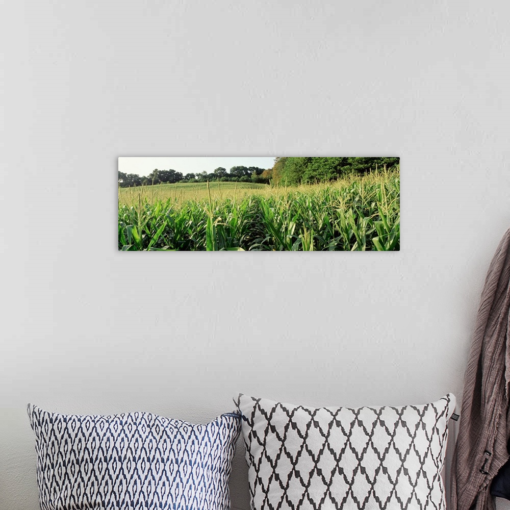 A bohemian room featuring Maryland, Baltimore County, cornfield