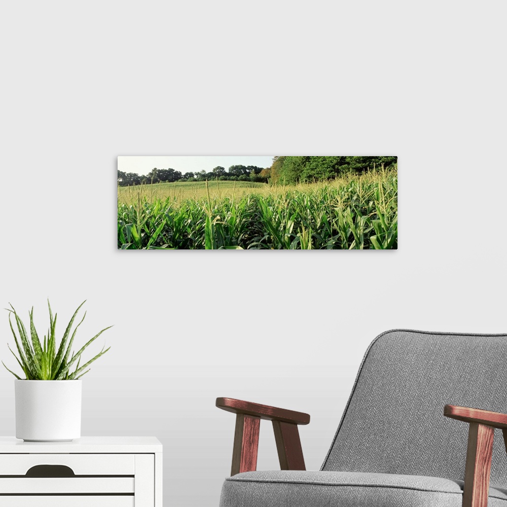 A modern room featuring Maryland, Baltimore County, cornfield