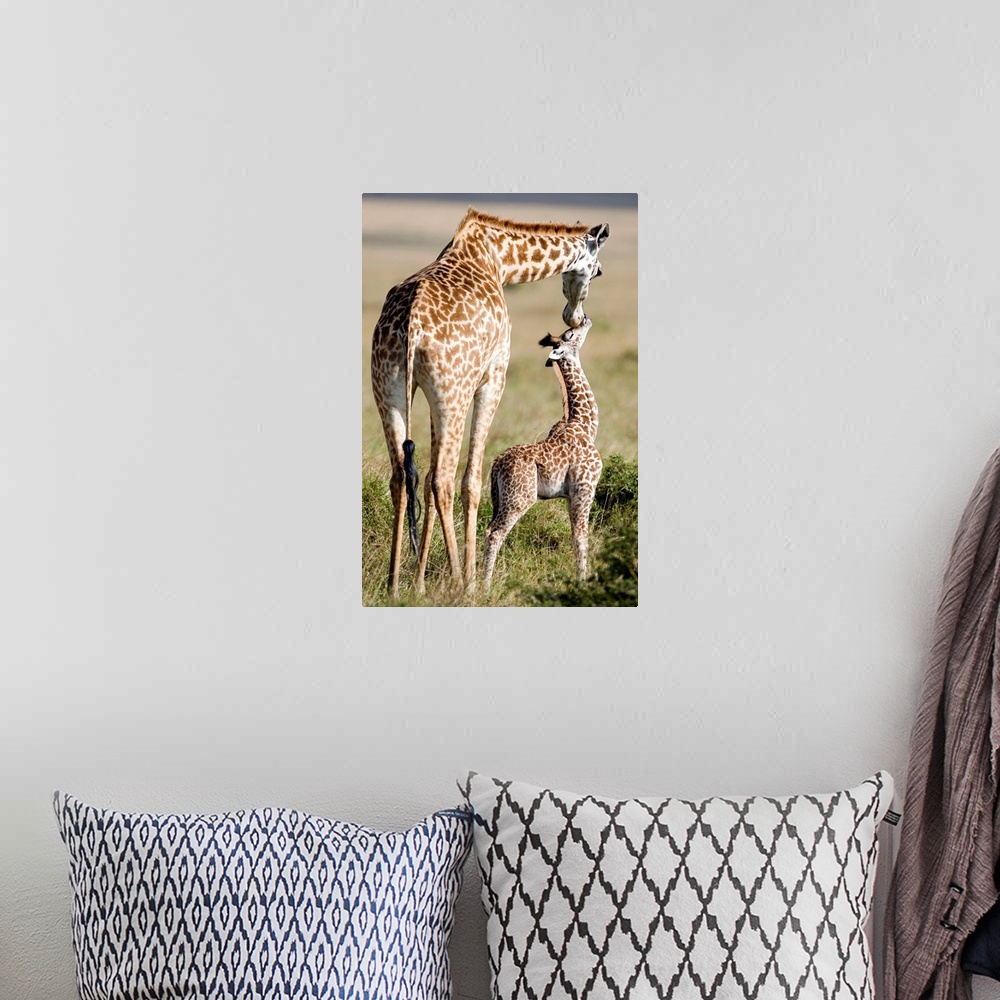 A bohemian room featuring Large photograph focuses on a large African mammal with a very long neck and forelegs nuzzling it...