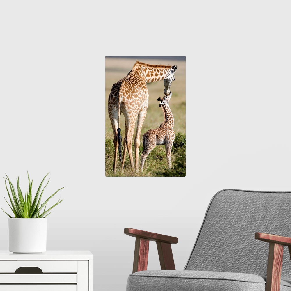 A modern room featuring Large photograph focuses on a large African mammal with a very long neck and forelegs nuzzling it...