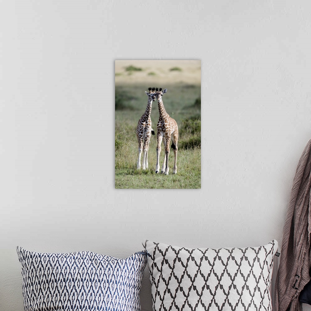 A bohemian room featuring This a vertical photograph of two baby giraffes standing in the savannah their heads leaning in t...
