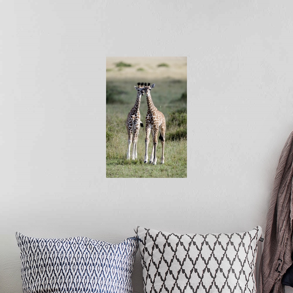 A bohemian room featuring This a vertical photograph of two baby giraffes standing in the savannah their heads leaning in t...