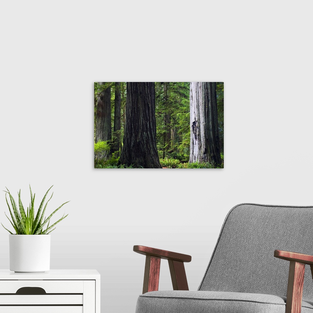 A modern room featuring Big, landscape photograph of giant redwood tree trunks surrounded by green foliage in Prairie Cre...