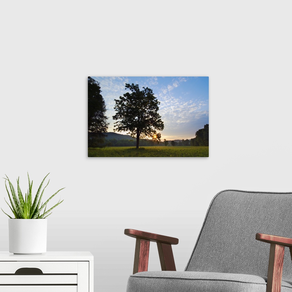 A modern room featuring Landscape photograph on a big wall hanging of the silhouette of a tree in the foreground of an op...