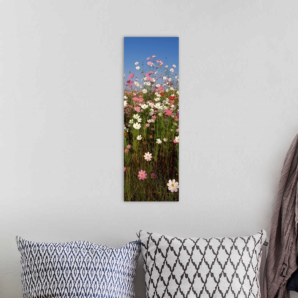 A bohemian room featuring Mexican asters Cosmos bipinnatus blooming in a field South Africa