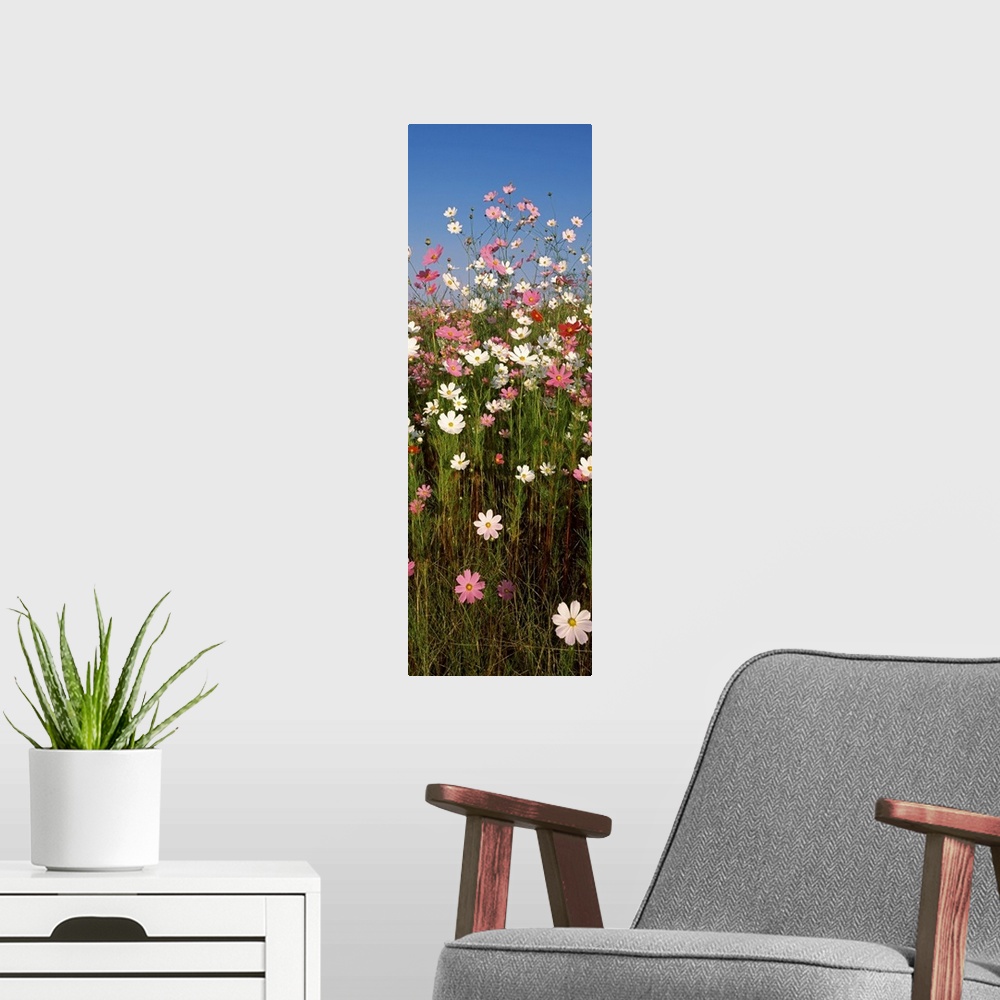 A modern room featuring Mexican asters Cosmos bipinnatus blooming in a field South Africa