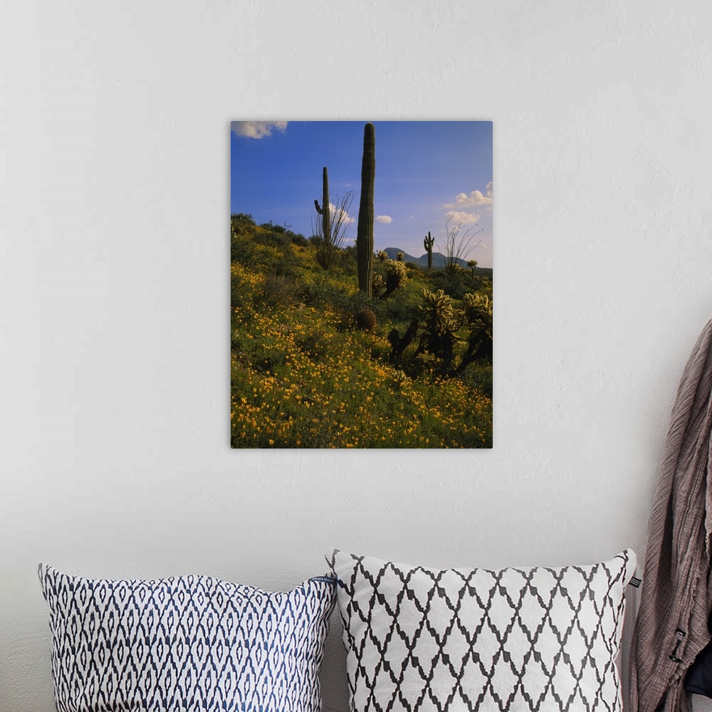 A bohemian room featuring Various types of cacti and tiny yellow flowers grow on a small hill that is photographed during a...