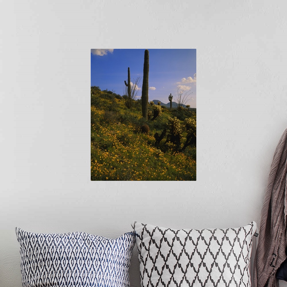 A bohemian room featuring Various types of cacti and tiny yellow flowers grow on a small hill that is photographed during a...