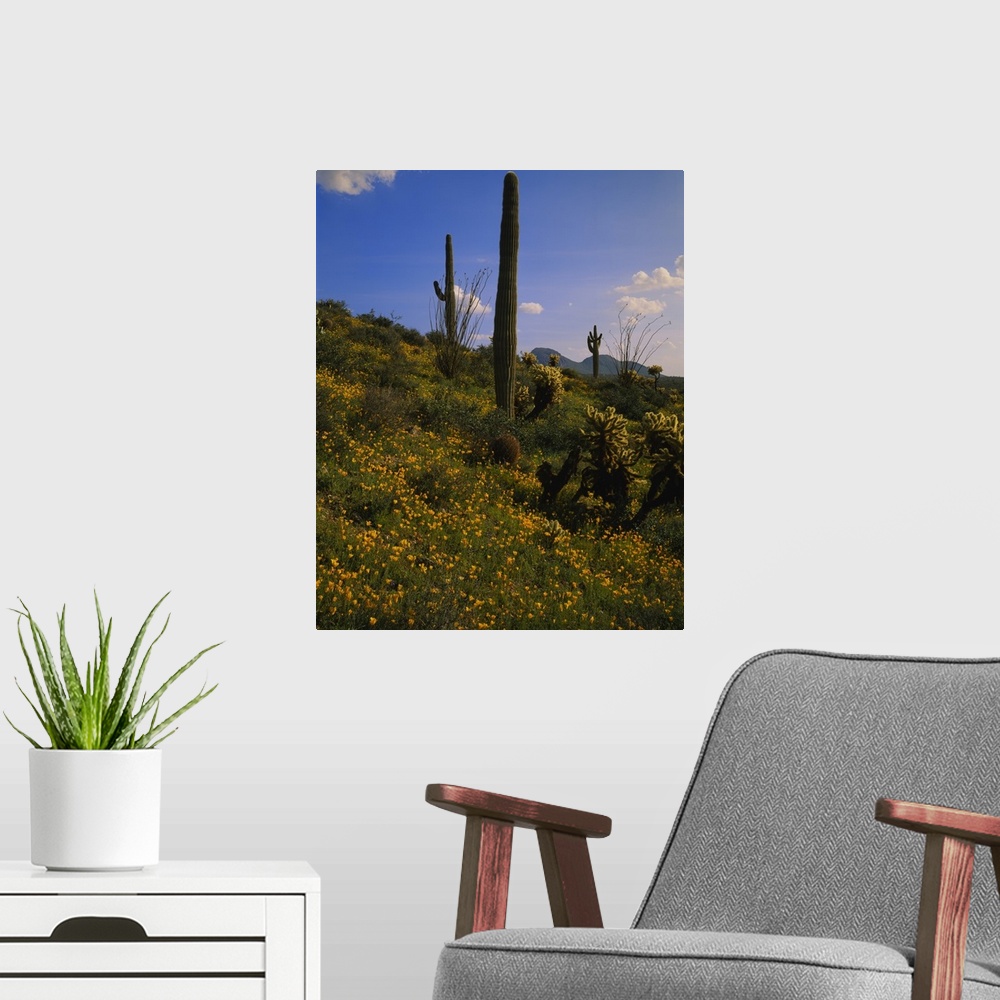A modern room featuring Various types of cacti and tiny yellow flowers grow on a small hill that is photographed during a...