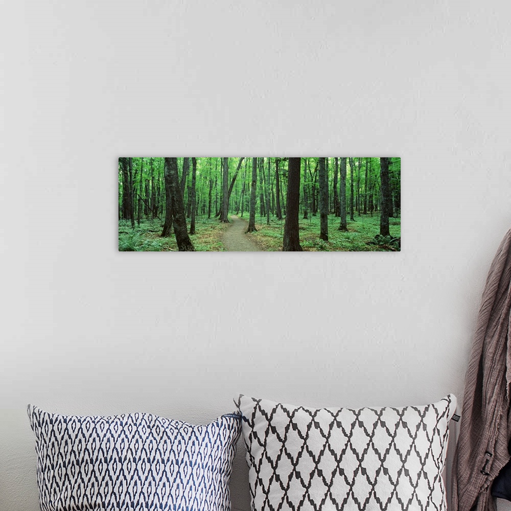 A bohemian room featuring Artwork perfect for the home or office of a panoramic shot of a forest with a walking path going ...