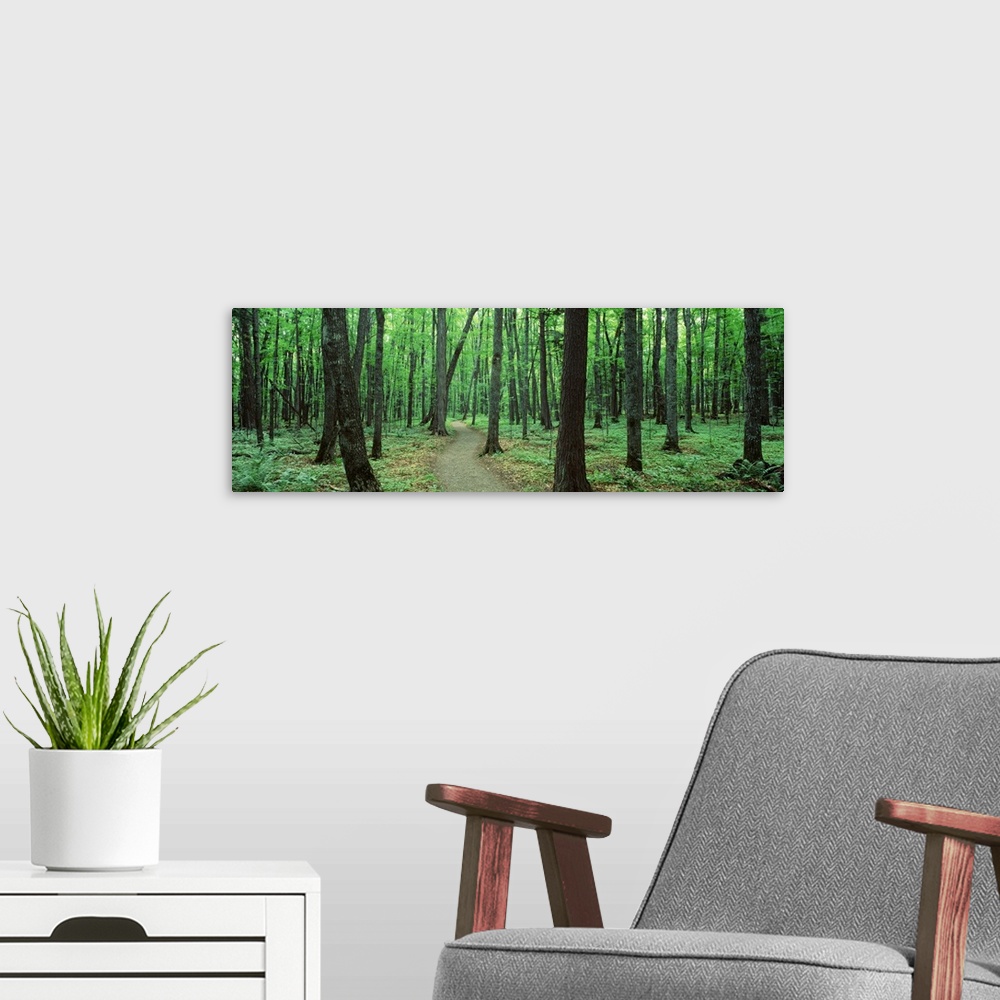 A modern room featuring Artwork perfect for the home or office of a panoramic shot of a forest with a walking path going ...