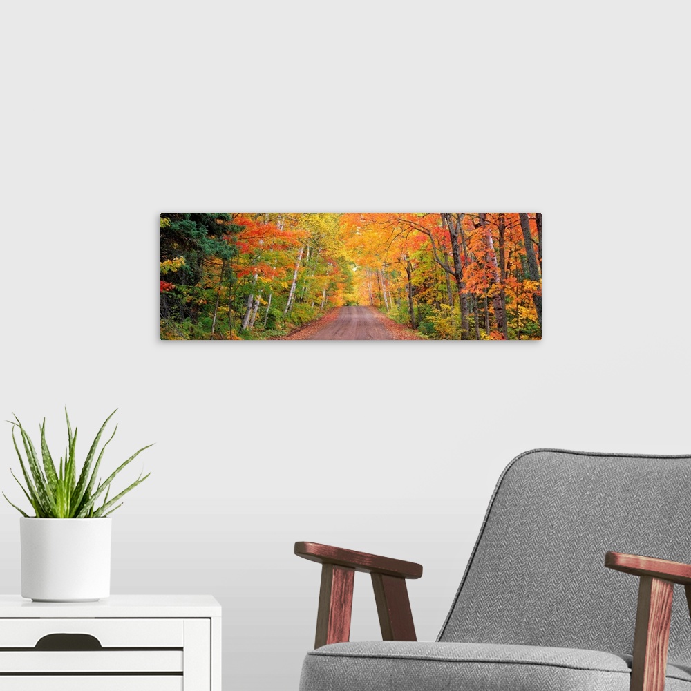 A modern room featuring Panoramic photograph of a dirt road through a forest in autumn.