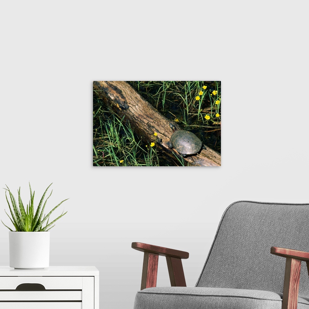 A modern room featuring Midland painted turtle (Chrysemys picta marginata) on log.