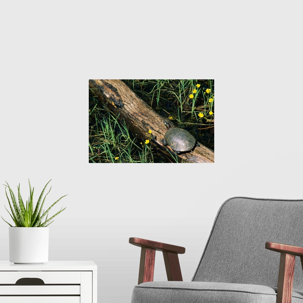 A modern room featuring Midland painted turtle (Chrysemys picta marginata) on log.