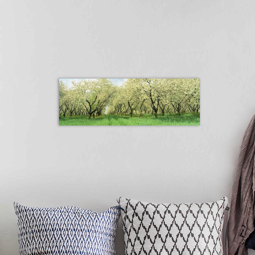 A bohemian room featuring Wide angle photograph on a large wall hanging of many rows of blooming cherry trees in a grassy o...