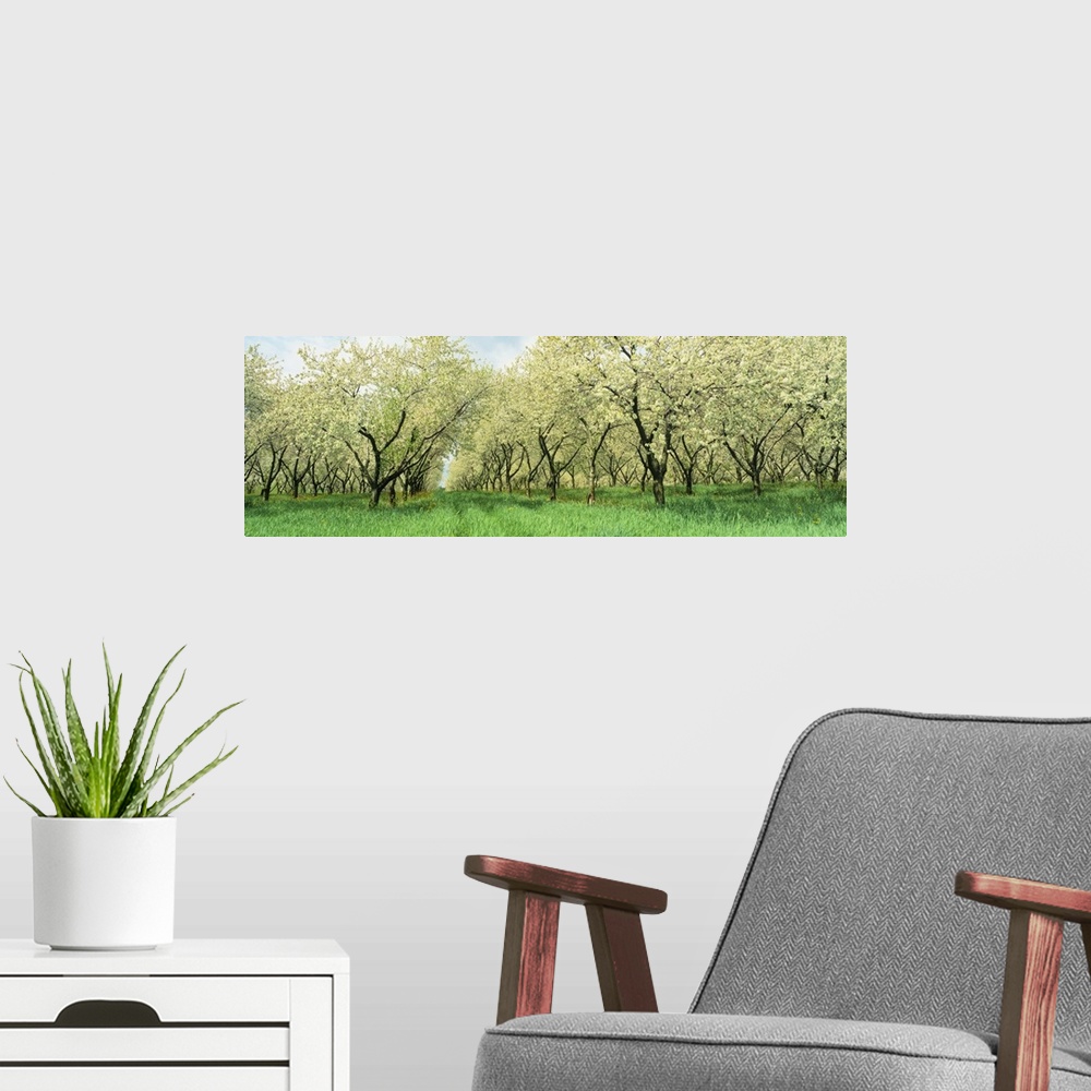 A modern room featuring Wide angle photograph on a large wall hanging of many rows of blooming cherry trees in a grassy o...