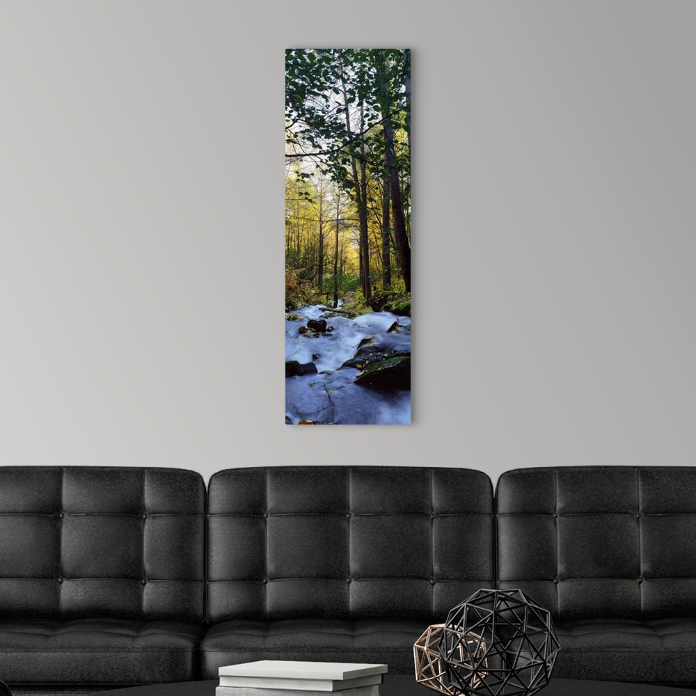 A modern room featuring A rushing stream cuts through dense forest in this tall panoramic piece.