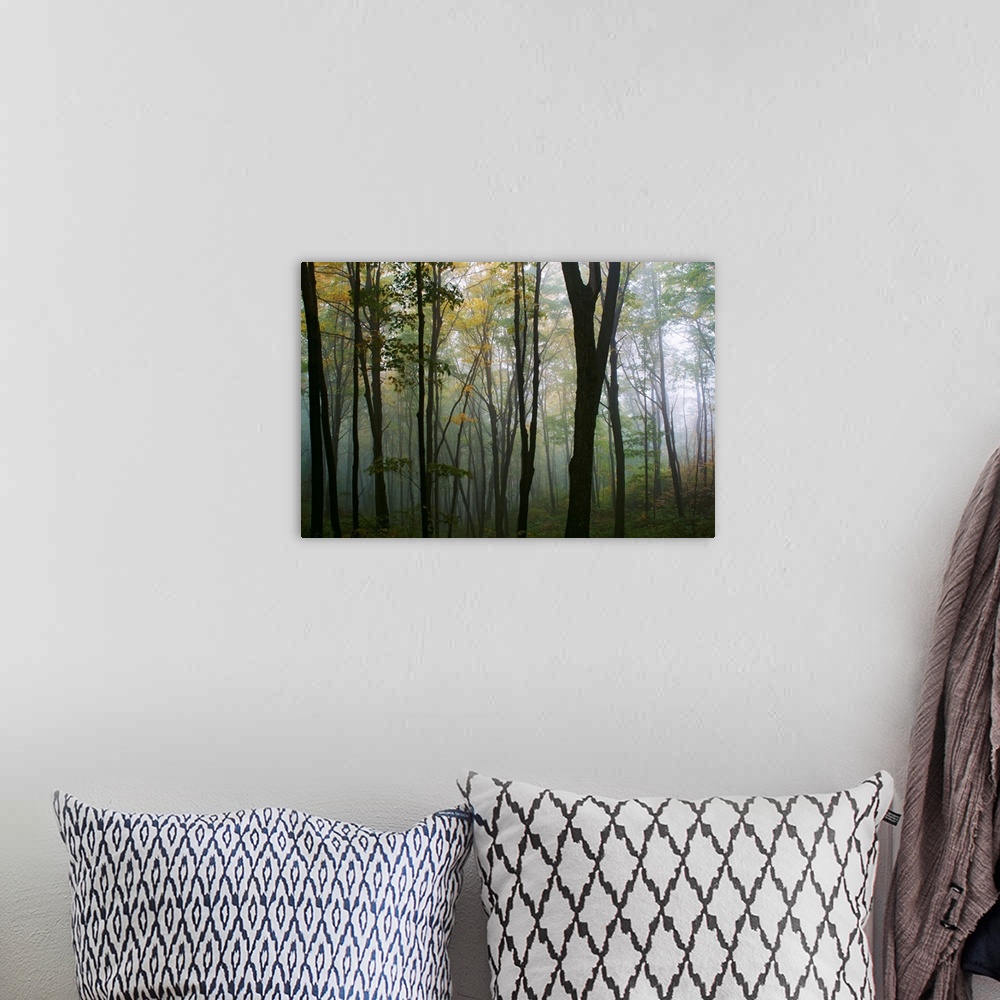 A bohemian room featuring Decorative wall art for the home or office this is a landscape photograph of a forest filled with...