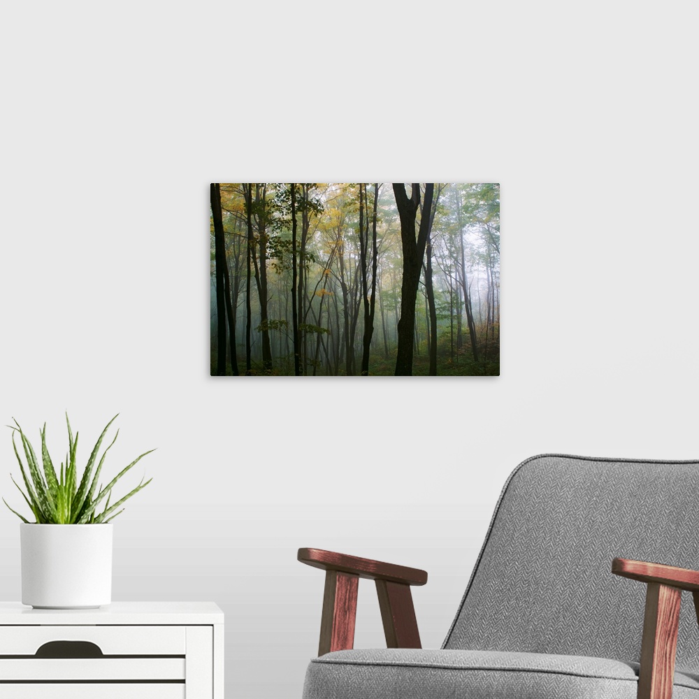 A modern room featuring Decorative wall art for the home or office this is a landscape photograph of a forest filled with...
