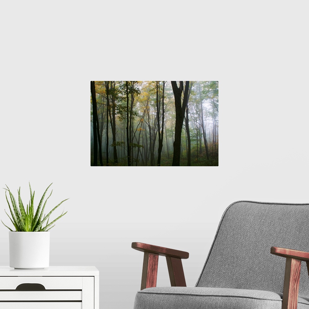 A modern room featuring Decorative wall art for the home or office this is a landscape photograph of a forest filled with...