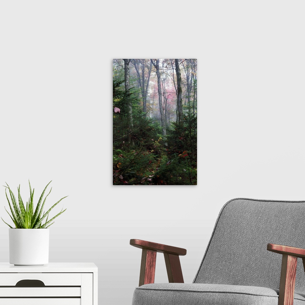 A modern room featuring Misty forest, New York