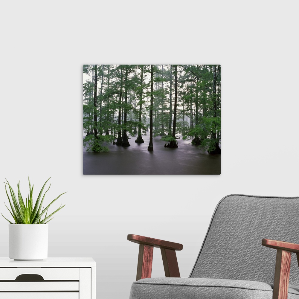 A modern room featuring Misty stand of bald cypress trees (Taxodium distichum) in Bluff Lake, Noxubee National Wildlife R...