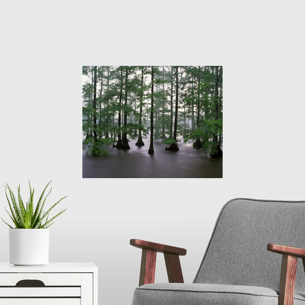 A modern room featuring Misty stand of bald cypress trees (Taxodium distichum) in Bluff Lake, Noxubee National Wildlife R...