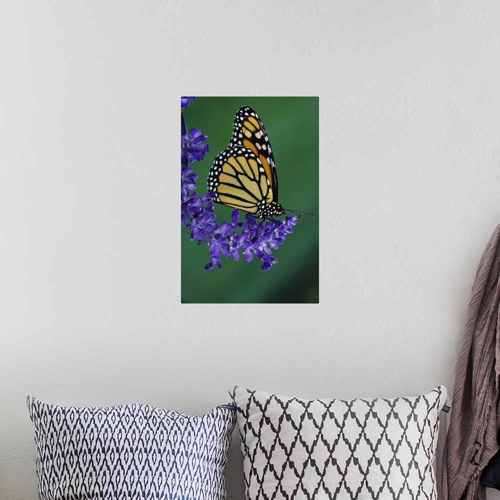 A bohemian room featuring Up-close photograph patterned insect on plant.