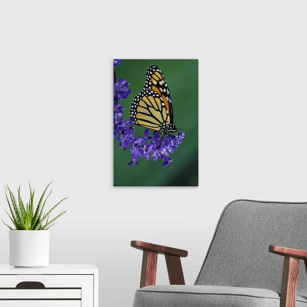 A modern room featuring Up-close photograph patterned insect on plant.