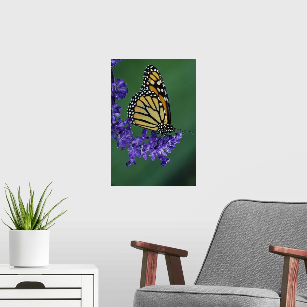 A modern room featuring Up-close photograph patterned insect on plant.