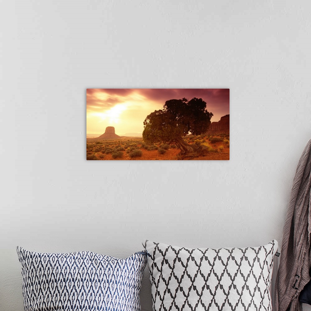 A bohemian room featuring Early morning scene of a tree with a gnarled trunk in a desert in the Southwestern United States,...