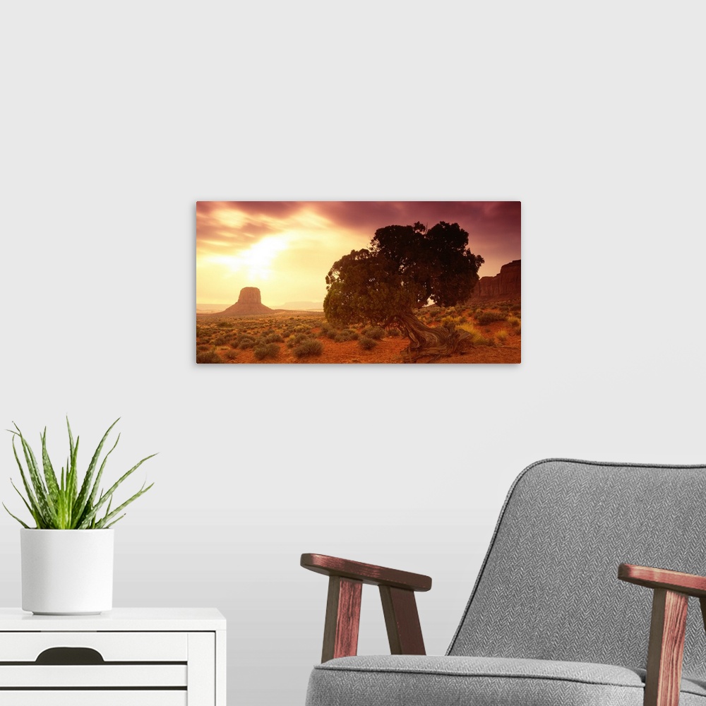 A modern room featuring Early morning scene of a tree with a gnarled trunk in a desert in the Southwestern United States,...
