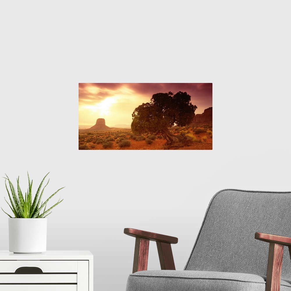 A modern room featuring Early morning scene of a tree with a gnarled trunk in a desert in the Southwestern United States,...