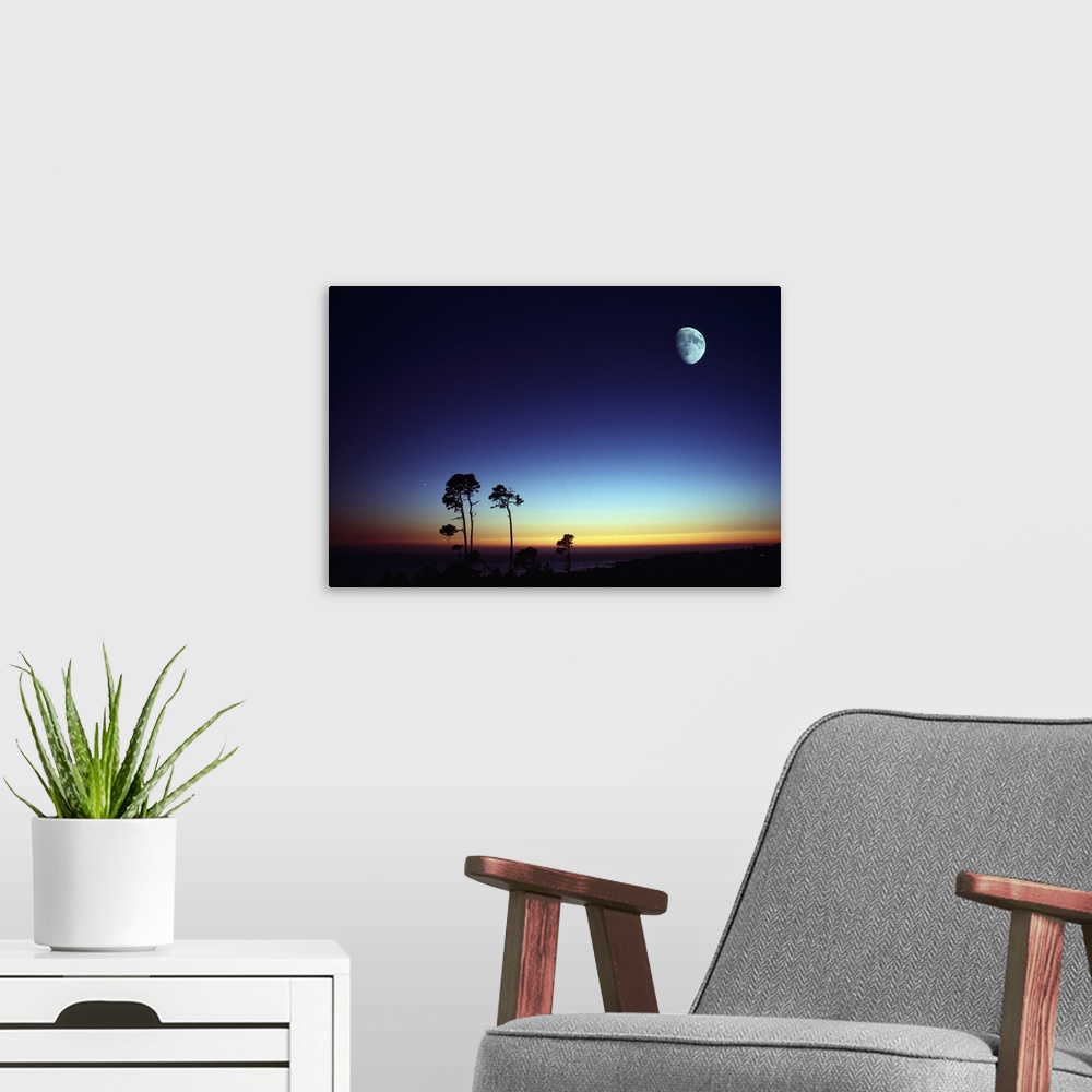 A modern room featuring Photograph of tall trees at sunset with moon high in the sky.