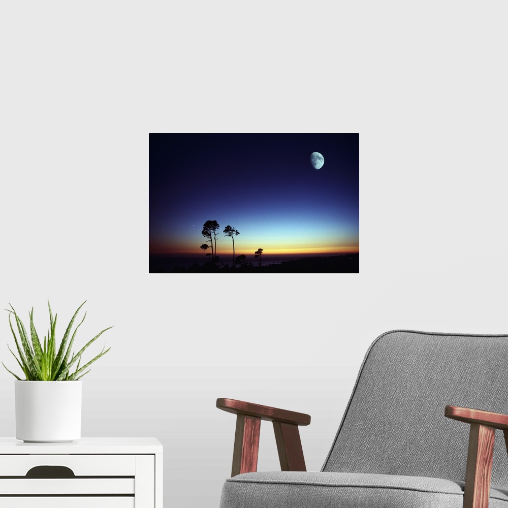 A modern room featuring Photograph of tall trees at sunset with moon high in the sky.