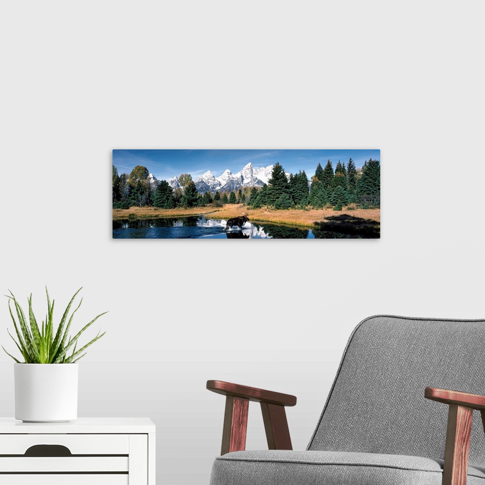 A modern room featuring A panoramic canvas of a moose wadding through a pond in Wyoming with the famous peaks of the Teto...