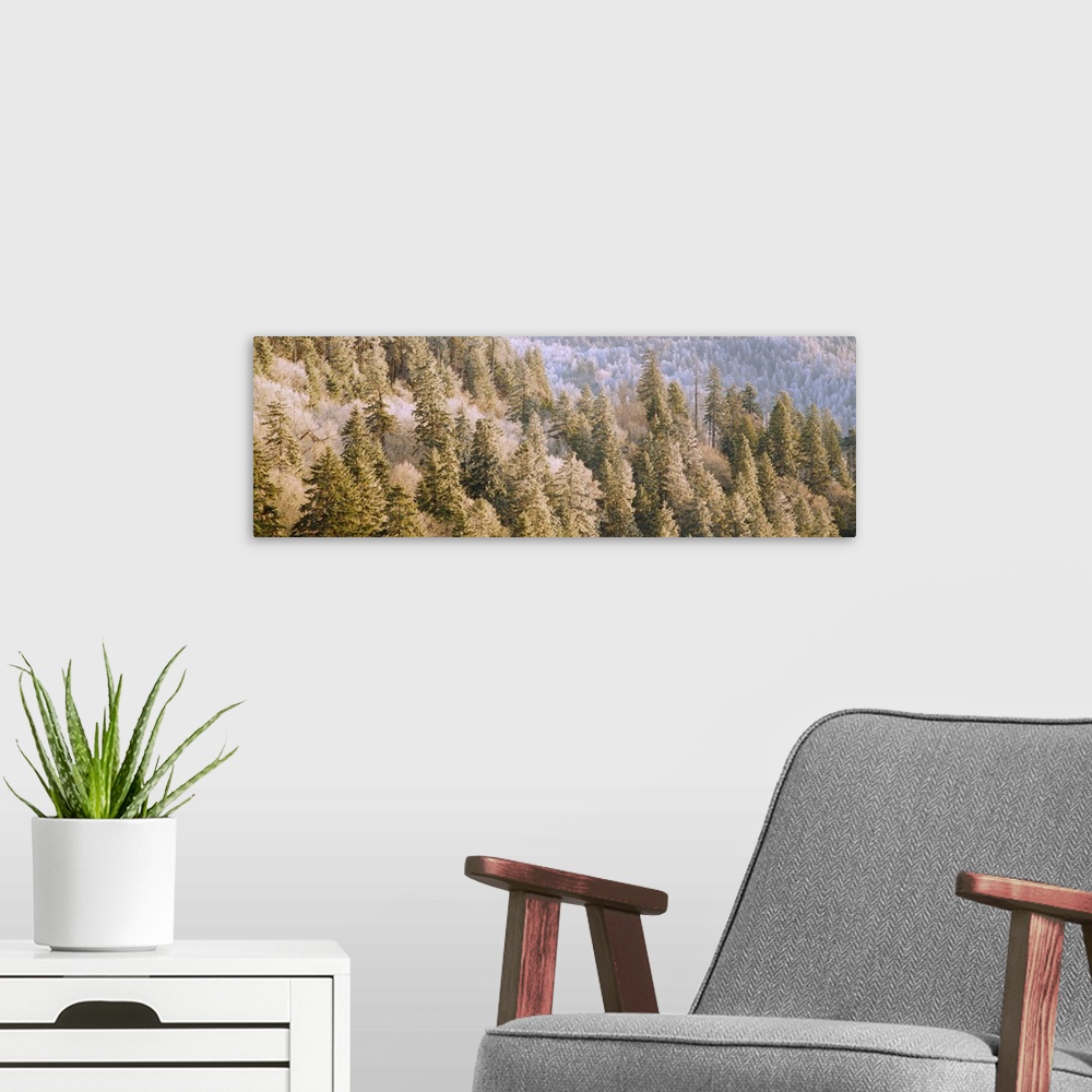 A modern room featuring Morning Frost Great Smoky Mountains National Park TN