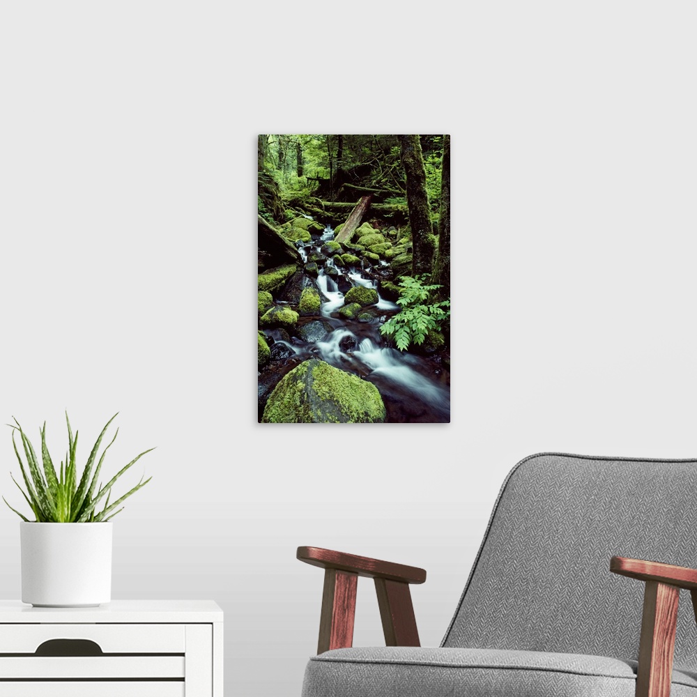 A modern room featuring Tall image on canvas of water rushing down and through a forest covered in moss.