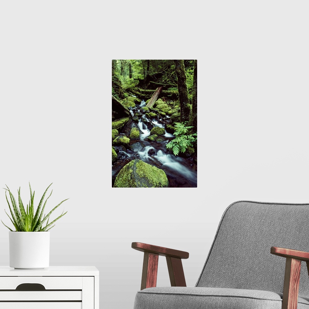 A modern room featuring Tall image on canvas of water rushing down and through a forest covered in moss.