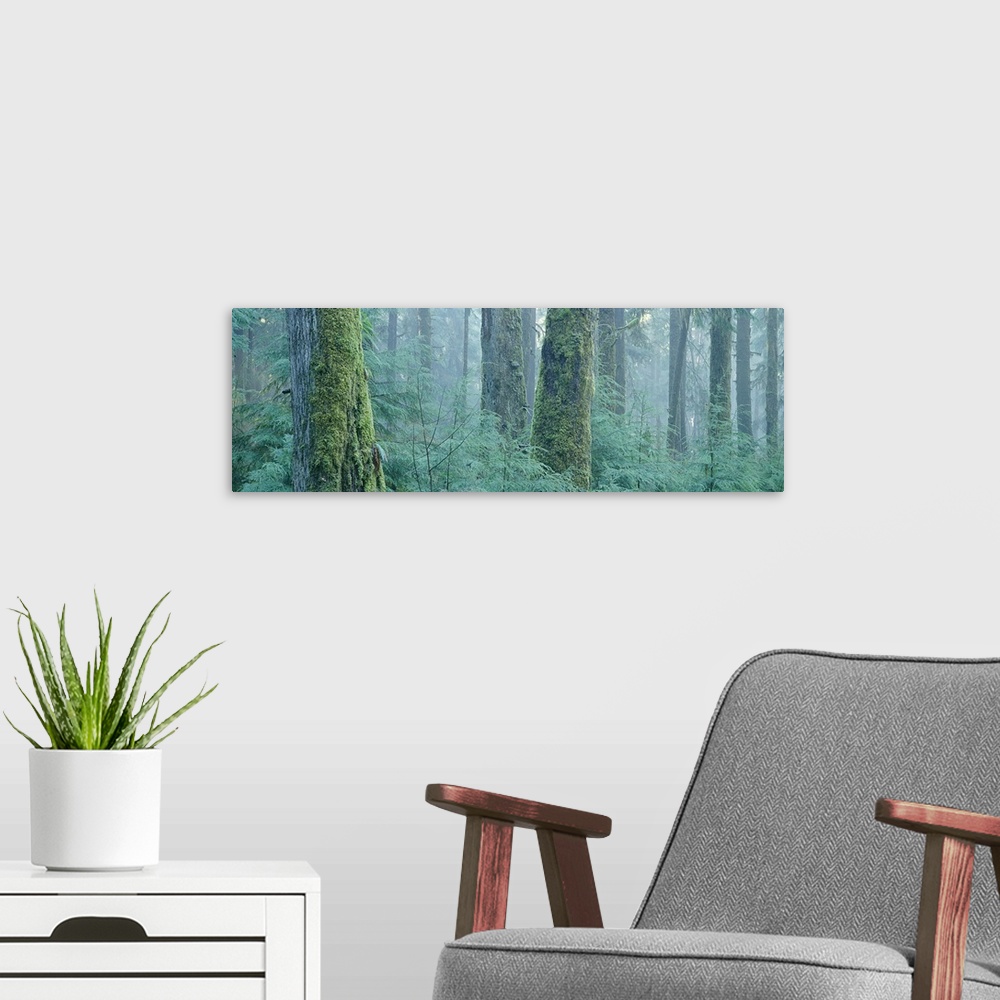 A modern room featuring Moss covered Douglas fir trees, Olympic National Park, Washington State